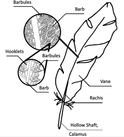 Feather Structure and Assembly - Bioengineering Hyperbook