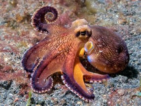 Cephalopods and their Beak - Bioengineering Hyperbook