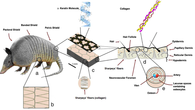 A Multi-Functional Armor: Carapaces' Roles in Different Animals