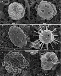 The Physical Properties and Interactions of Coccolithophores ...